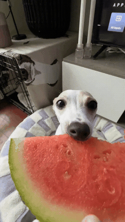 A Dog Eating A Slice Of Watermelon With A Tv In The Background GIF
