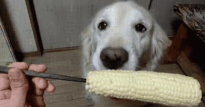 A Dog Eating Corn On The Cob With A Pair Of Chopsticks GIF