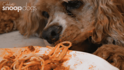 A Dog Eating Spaghetti From A Plate With Celebrity Snoopdogs On The Bottom GIF