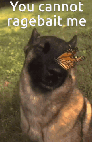 A Dog Holding A Butterfly In Its Mouth With The Words " You Cannot Ragebait Me " Above It GIF