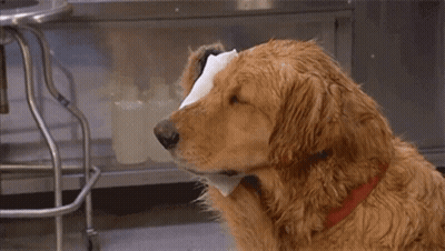 A Dog Holding A Piece Of Toilet Paper In Its Mouth . GIF