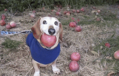 A Dog In A Blue Sweater Holds An Apple In Its Mouth GIF