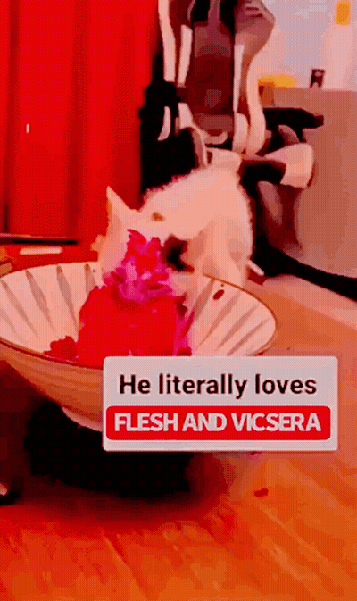 A Dog In A Bowl That Says He Literally Loves Flesh And Vicera GIF