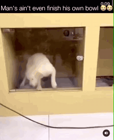 A Dog In A Cage With The Caption Man 'S Ain T Even Finish His Own Bowl GIF