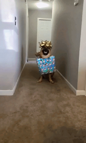 A Dog In A Hallway Holding A Gift Box GIF