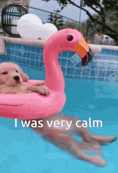 A Dog In A Pink Flamingo Float In A Pool GIF