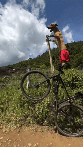 A Dog In Red Shorts Is Standing On A Bike GIF