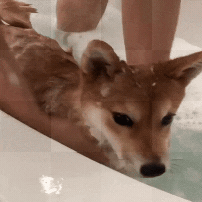 A Dog Is Being Bathed In A Bathtub By A Person . GIF