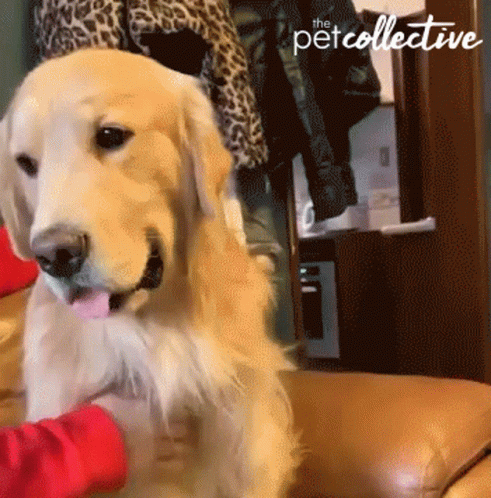 A Dog Is Being Petted By A Child And The Pet Collective Is Visible In The Background GIF