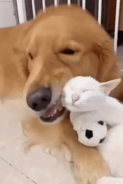 A Dog Is Biting A White Cat 'S Neck While The Cat Is Sleeping . GIF