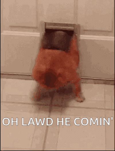 A Dog Is Coming Out Of A Dog Door And Says `` Oh Lawd He Comin '' . GIF