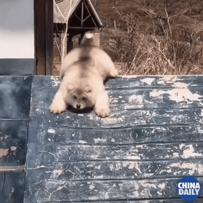 A Dog Is Crawling On A Roof With The China Daily Logo In The Background GIF