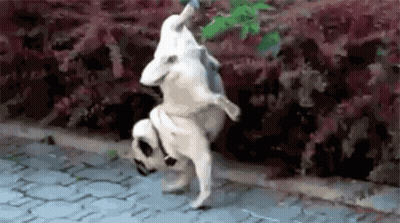 A Dog Is Doing A Handstand On A Sidewalk . GIF