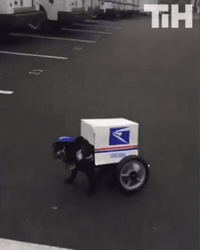 A Dog Is Dressed As A Postman And Is Riding A Cart With A Box On It . GIF