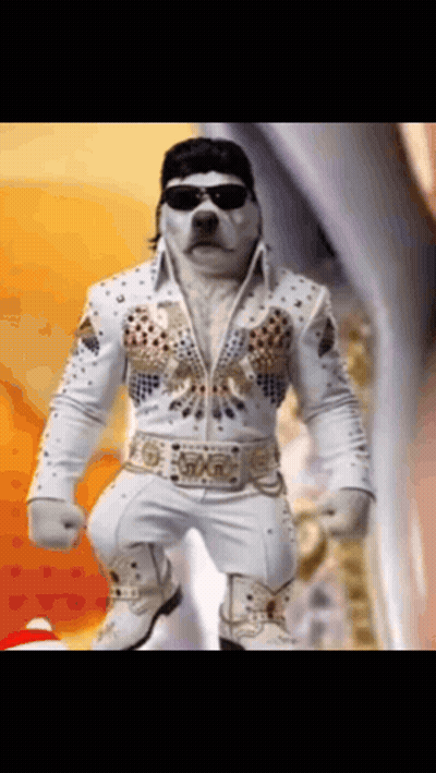 A Dog Is Dressed In A Elvis Presley Costume GIF