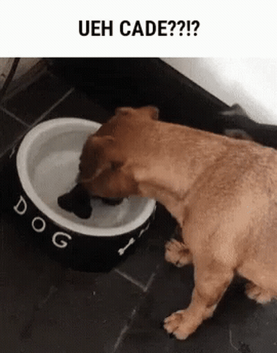 A Dog Is Drinking Water From A Bowl . GIF