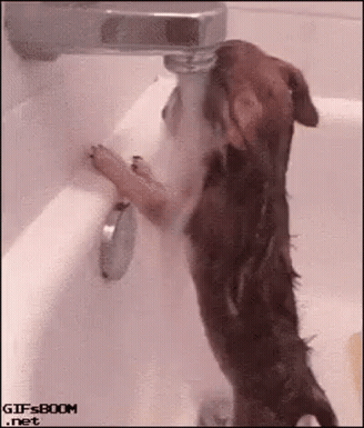 A Dog Is Drinking Water From A Faucet In A Bath Tub . GIF