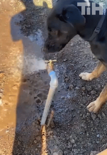 A Dog Is Drinking Water From A Faucet With The Letters Th On The Bottom GIF