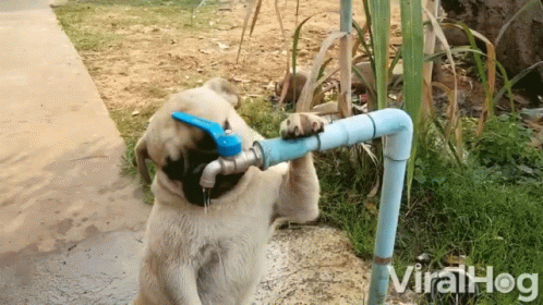 A Dog Is Drinking Water From A Faucet With The Words Viralhog Written Below It GIF