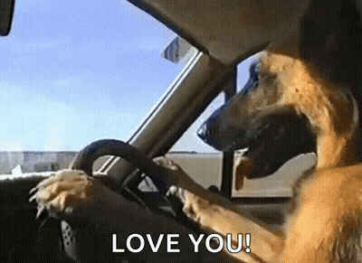 A Dog Is Driving A Car With Its Paw On The Steering Wheel . GIF