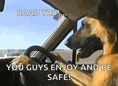 A Dog Is Driving A Car With The Caption Road Trip You Guys Enjoy And Be Safe ! GIF