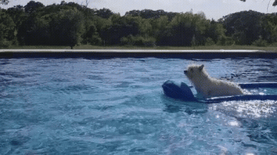 A Dog Is Floating On A Raft In A Pool . GIF