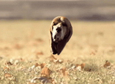 A Dog Is Flying Through The Air On A Field GIF