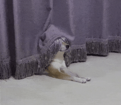 A Dog Is Hiding Behind A Purple Curtain On The Floor . GIF