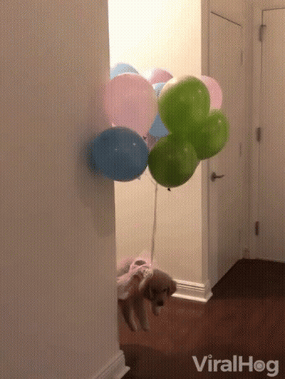 A Dog Is Holding A Bunch Of Balloons In A Hallway With A Viralhog Logo In The Corner GIF