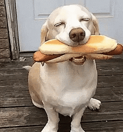 A Dog Is Holding A Hot Dog In Its Mouth GIF