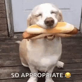 A Dog Is Holding A Hot Dog In Its Mouth And Says So Appropriate . GIF