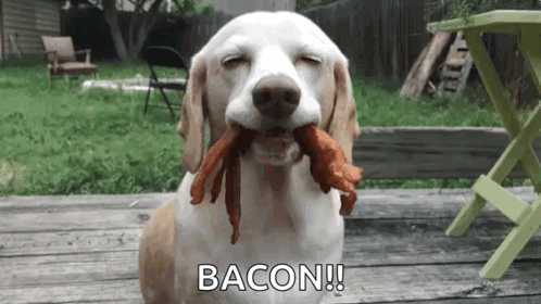 A Dog Is Holding A Piece Of Bacon In Its Mouth And Says Bacon . GIF