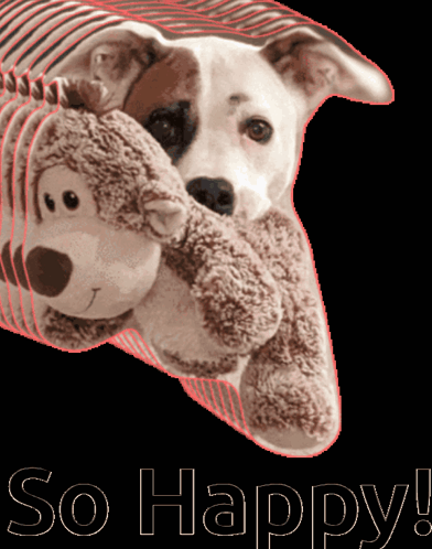 A Dog Is Holding A Teddy Bear With The Words So Happy Written Below GIF