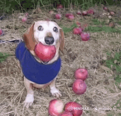 A Dog Is Holding An Apple In Its Mouth While Wearing A Blue Shirt GIF