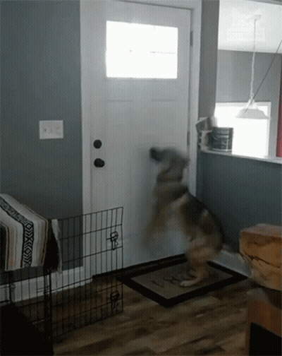 A Dog Is Jumping In Front Of A Door In A Room GIF