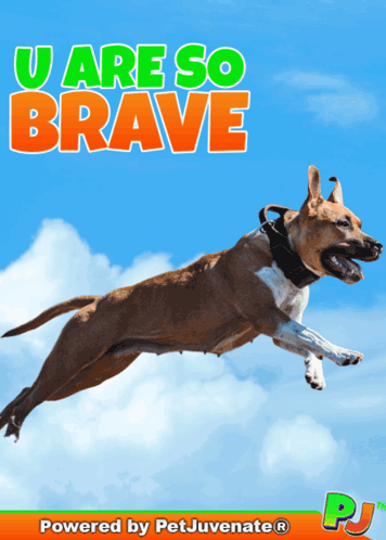 Dog Jumping With You Are So Brave GIF