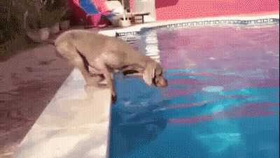 A Dog Is Jumping Into A Swimming Pool From The Edge . GIF