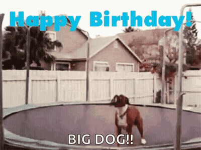 A Dog Is Jumping On A Trampoline And Says Happy Birthday Big Dog ! GIF