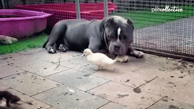 A Dog Is Laying Down Next To A Duck With The Word Percollective Written On The Bottom GIF