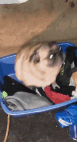 A Dog Is Laying In A Blue Container With A Collar That Says ' Abercrombie ' On It GIF