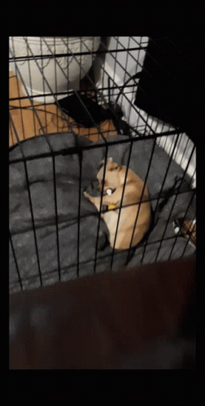 A Dog Is Laying In A Cage With A Blanket GIF