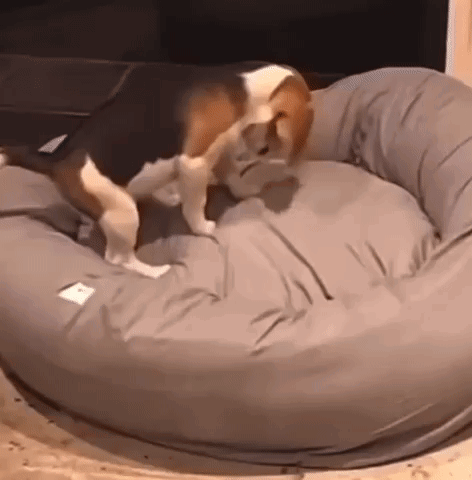 A Dog Is Laying In A Dog Bed On The Floor . GIF