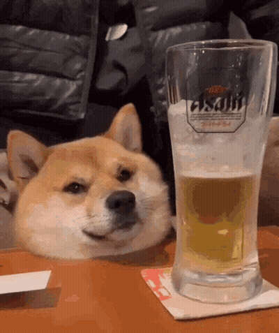 A Dog Is Laying Next To A Glass Of Beer That Says Asahi On It GIF