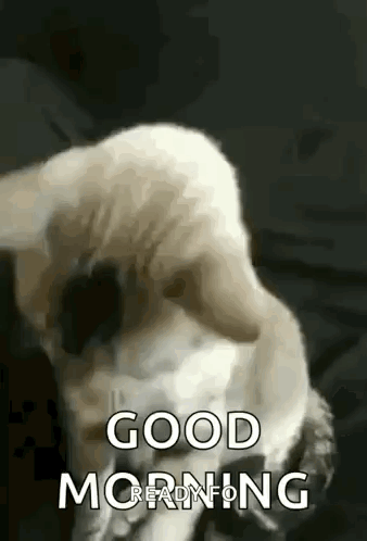 A Dog Is Laying On A Bed And Saying Good Morning . GIF
