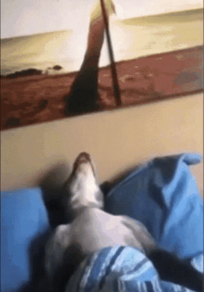 A Dog Is Laying On A Bed In Front Of A Picture Of A Beach GIF