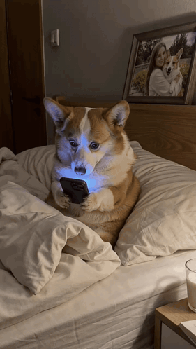 A Dog Is Laying On A Bed Looking At A Phone GIF