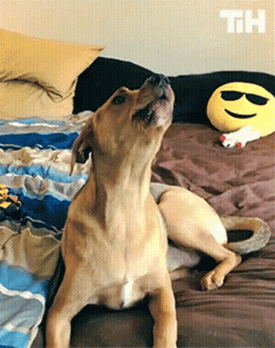 A Dog Is Laying On A Bed Next To A Smiley Face Pillow With The Letters Th On It GIF