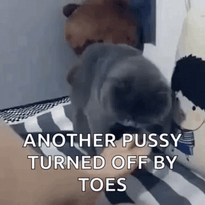A Dog Is Laying On A Bed Next To A Stuffed Animal And Another Dog . GIF