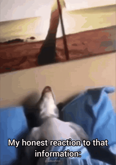 A Dog Is Laying On A Bed With A Caption That Says My Honest Reaction To That Information GIF