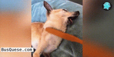 A Dog Is Laying On A Bed With A Leash Around Its Neck GIF